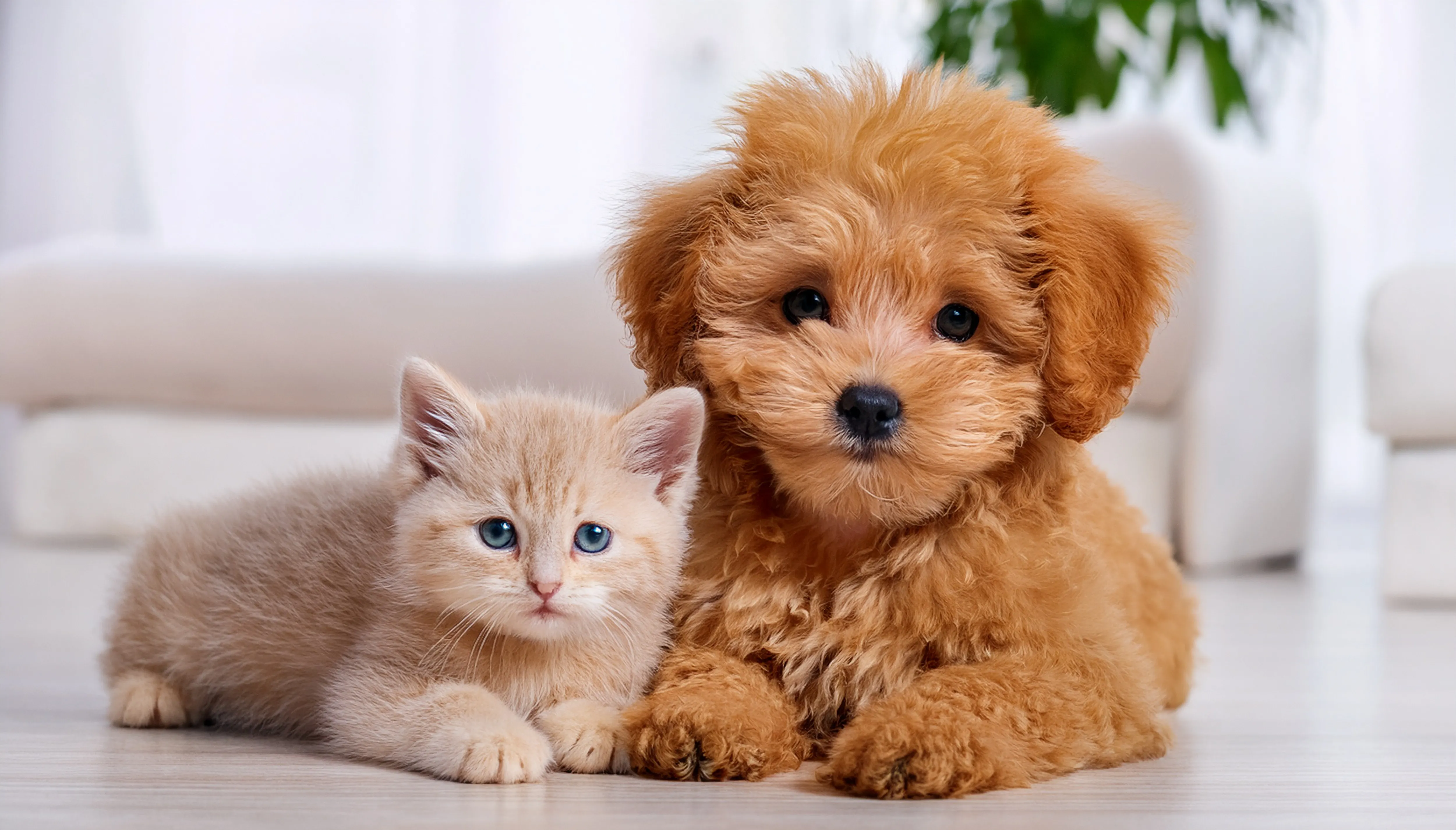 プライバシーポリシー