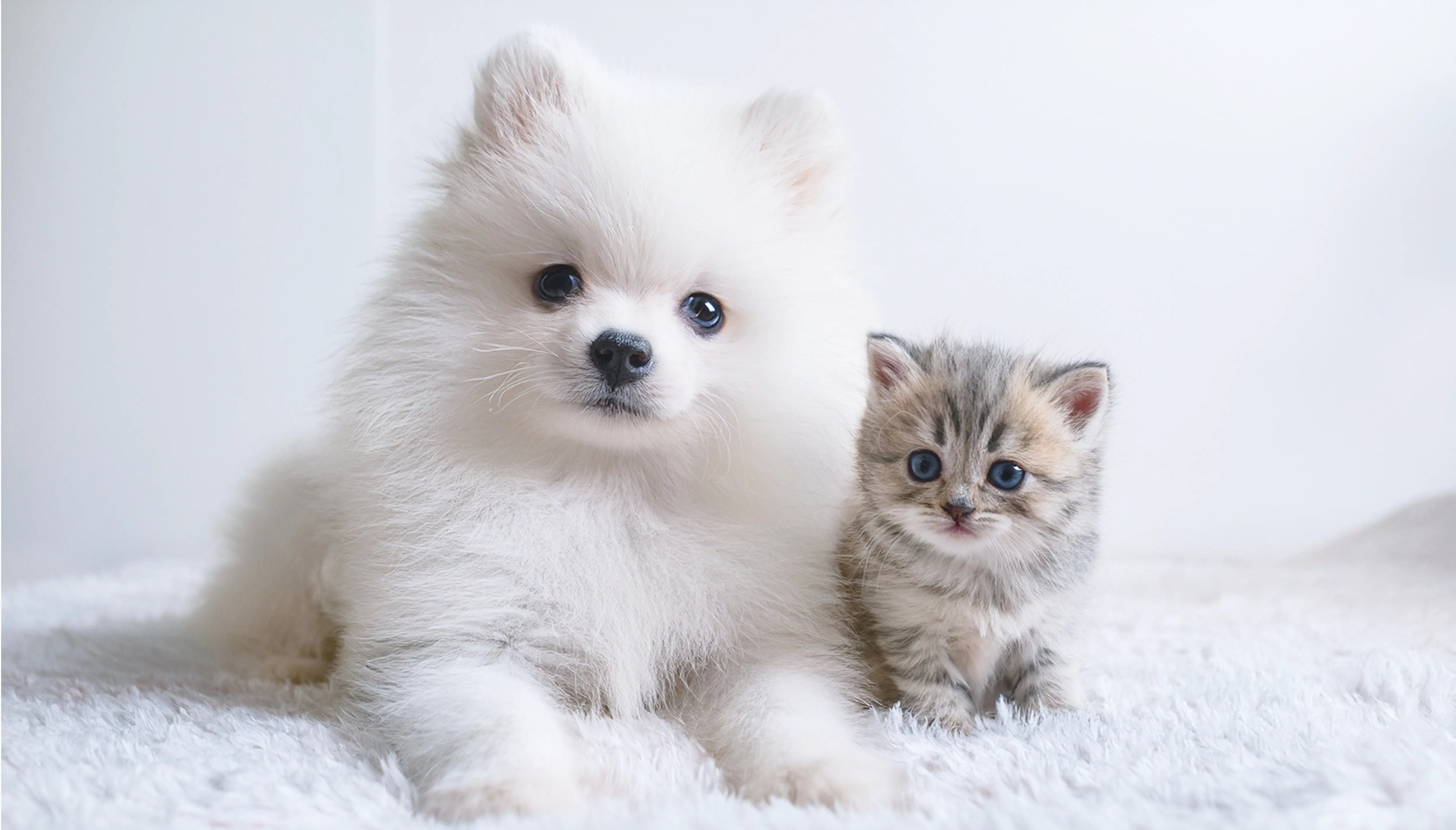 子犬・子猫を探す