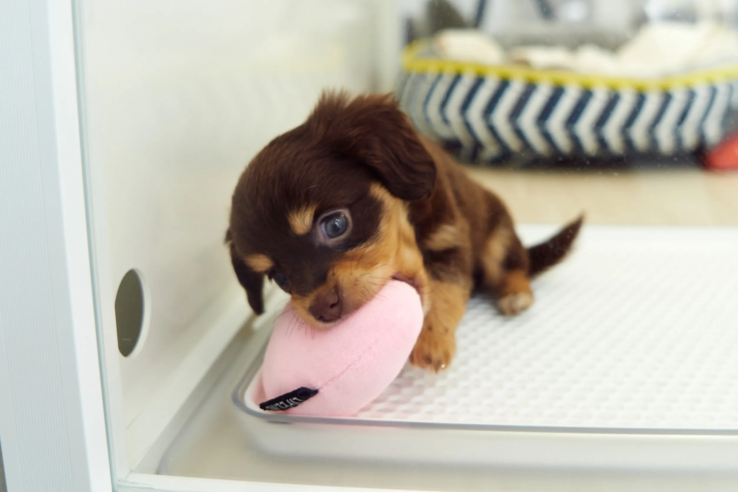 ホームステイソリューション